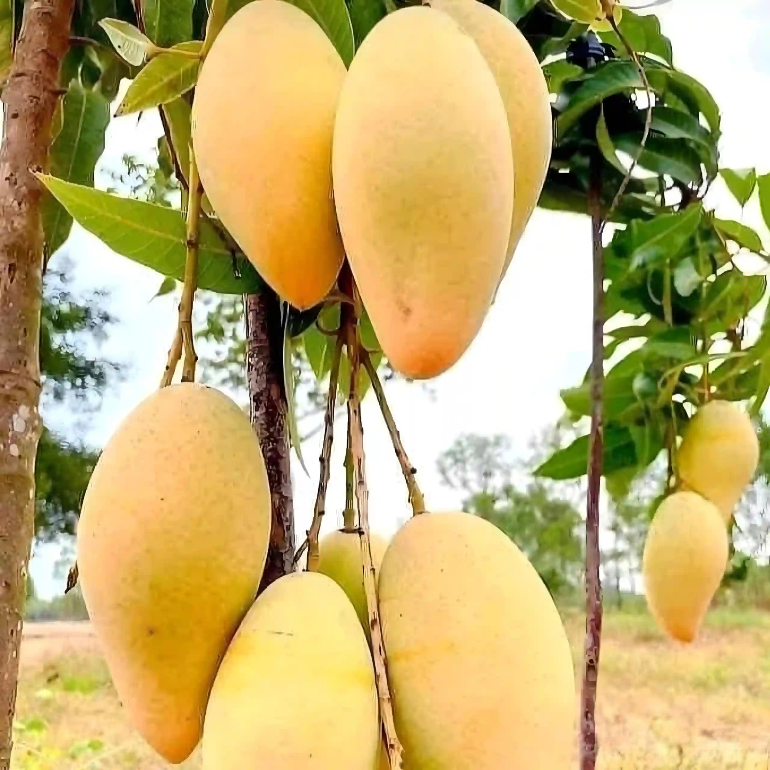 Katimon Mango (કાટીમોન કેરી)